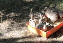 All’Oasi La Francesa si liberano gli animali curati dal Pettirosso