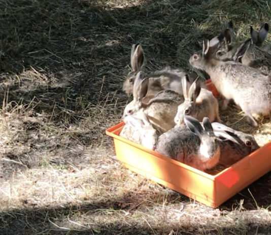 All’Oasi La Francesa si liberano gli animali curati dal Pettirosso