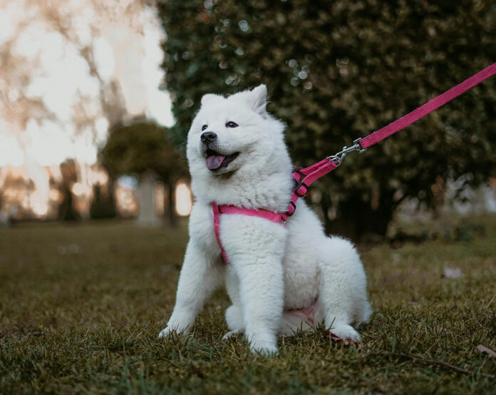 pexels-furknsaglam-1596977-4192830