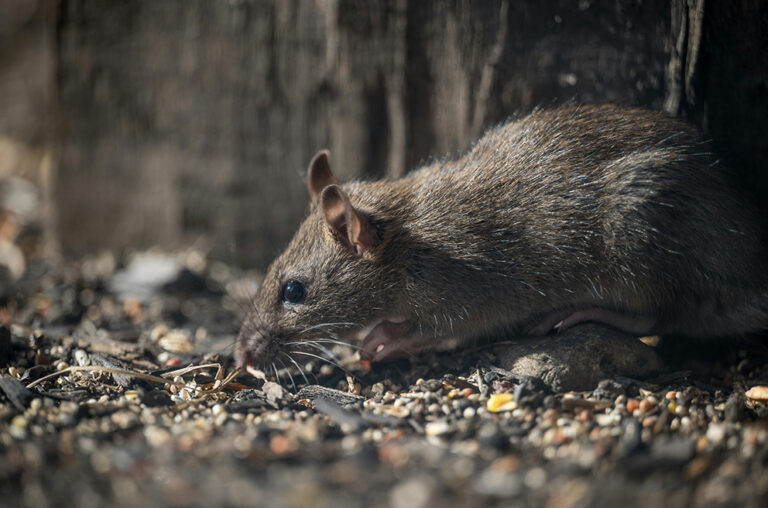 Cereali e legumi conservati tra i topi e senza tracciabilità: maxi ...