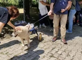 Festa al Rifugio Ris_Pet: una giornata speciale a Panzano di Campogalliano