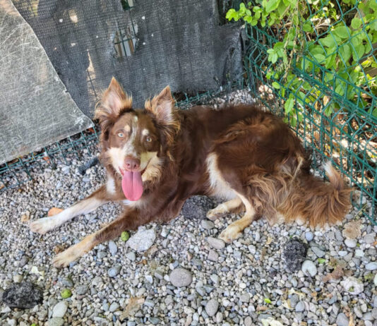 “I cani sono esseri viventi, non oggetti da restituire quando non servono più”