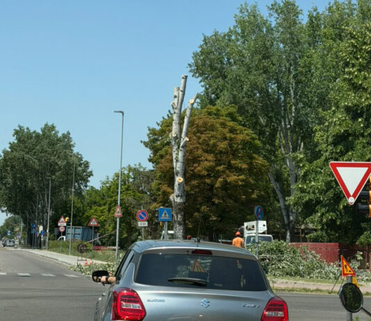 Abbattuti sei alberi, il Comune richiama motivi di sicurezza