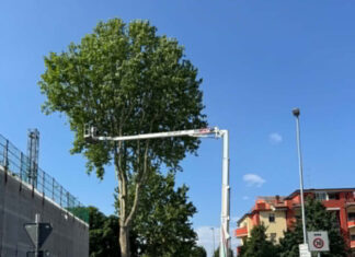 Abbattuti quattro platani a Rovereto sulla Secchia