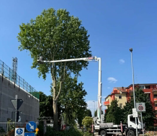 Abbattuti quattro platani a Rovereto sulla Secchia