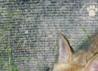 Bocconi avvelenati, l’Emilia-Romagna addestra i cani anti-esca