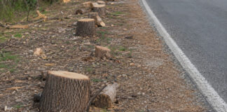 La strage degli alberi urbani e il mito del rischio zero