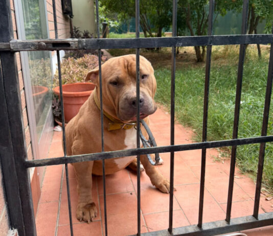 Zac cerca casa, la sua padrona si è ammalata e non può più prendersene cura