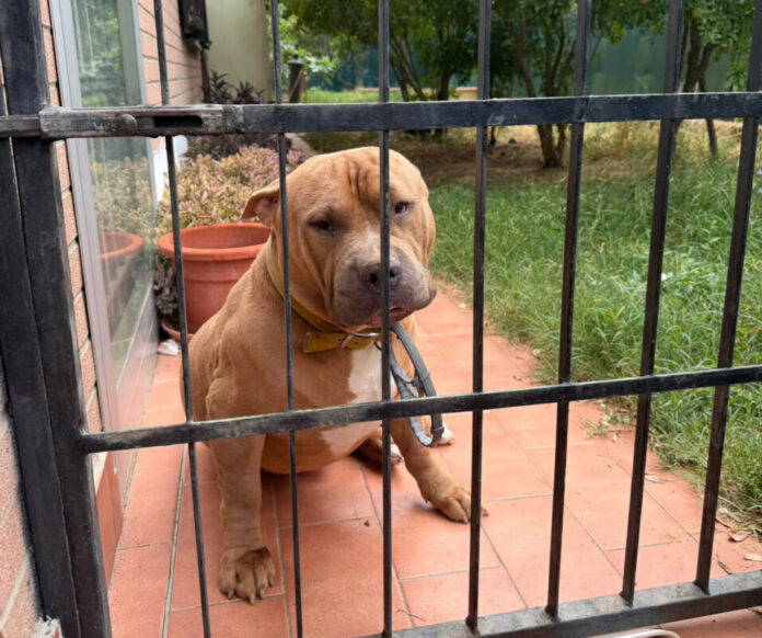 cane zac
