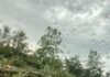 Maltempo, alberi e rami caduti sulle strade di Carpi