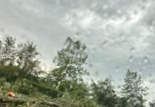 Maltempo, alberi e rami caduti sulle strade di Carpi