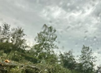 Maltempo, alberi e rami caduti sulle strade di Carpi