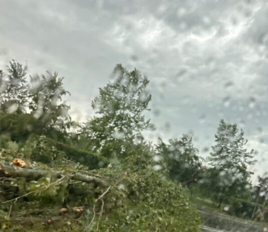 Maltempo, alberi e rami caduti sulle strade di Carpi