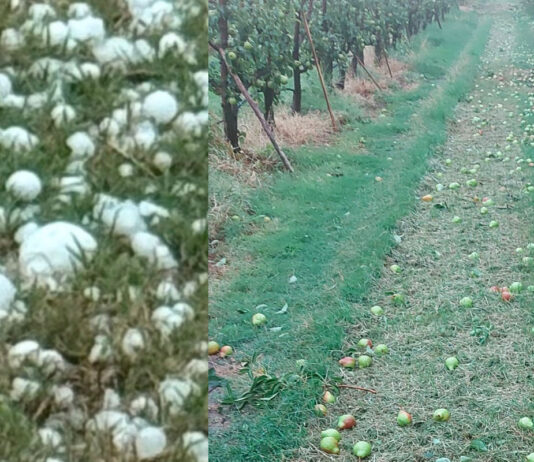 Caldo record e grandinate: la frutticoltura modenese sotto pressione. La crisi della pera arriva in Parlamento