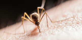 West Nile, precoce circolazione del virus in Emilia-Romagna: campioni di zanzare positivi in sei province su nove