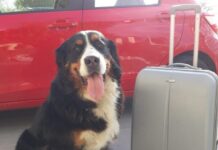 Anche cani e gatti devono avere il documento per viaggiare in Europa