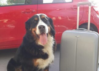 Anche cani e gatti devono avere il documento per viaggiare in Europa