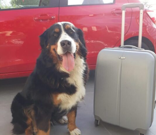 Anche cani e gatti devono avere il documento per viaggiare in Europa