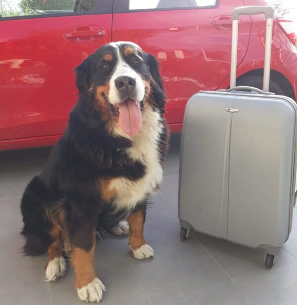 155_Pet Passport