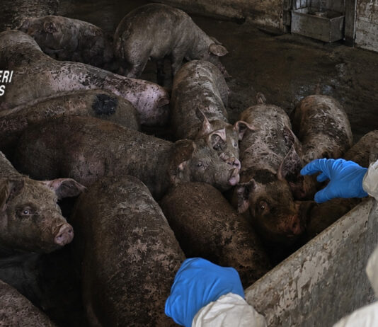 Bassa Reggiana, carenze in un allevamento suino: sequestrati tre animali e 11.500 euro di sanzioni
