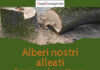 “Gli alberi sono nostri alleati”, CarpiConsapevole riporta il verde al centro del dibattito