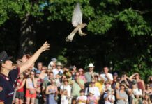Ferragosto a Zocca: con Il Pettirosso centinaia di animali selvatici tornano liberi