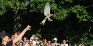 Ferragosto a Zocca: con Il Pettirosso centinaia di animali selvatici tornano liberi