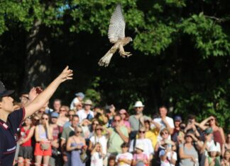 Ferragosto a Zocca: con Il Pettirosso centinaia di animali selvatici tornano liberi