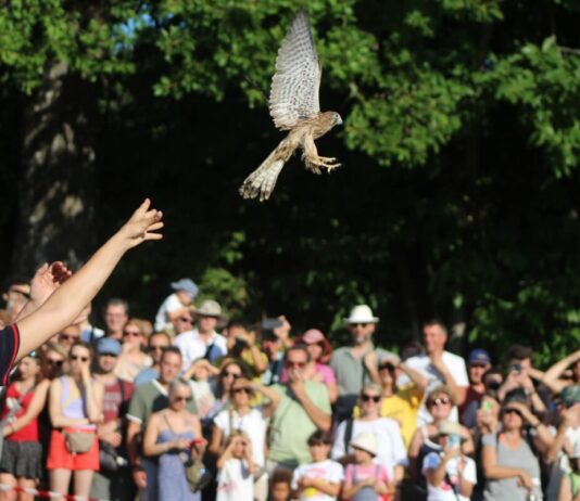 Ferragosto a Zocca: con Il Pettirosso centinaia di animali selvatici tornano liberi