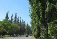 A Carpi, nuovi interventi di rimozione di alberi