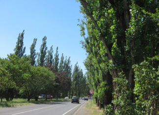 A Carpi, nuovi interventi di rimozione di alberi