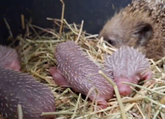 Stanno arrivando tanti piccoli, attenzione a ricci e ghiri durante le pulizie di fine estate