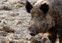 Cinghiali e peste suina, la Regione mette sul piatto 4,3 milioni. E nella gara spariscono (sulla carta) i cacciatori