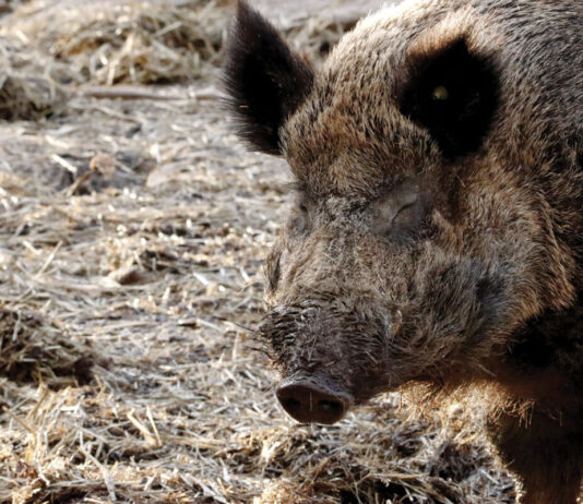 Cinghiali e peste suina, la Regione mette sul piatto 4,3 milioni. E nella gara spariscono (sulla carta) i cacciatori