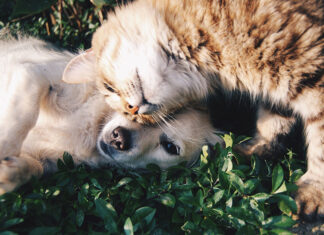 Rock for Pets: una festa per aiutare Gattile e Canile