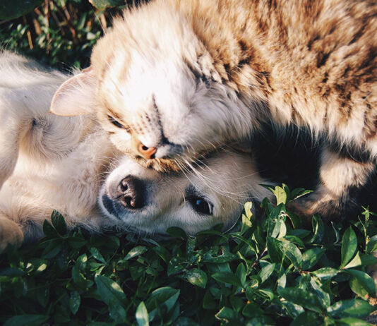 Rock for Pets: una festa per aiutare Gattile e Canile