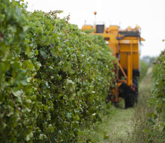 Vendemmia 2026, per Modena e Reggio Emilia uva di qualità eccezionale