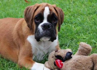 A Carpi una giornata dedicata all’amore per i boxer e non solo