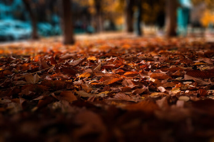 autunno1