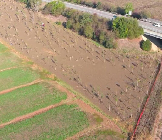 Nasce un nuovo bosco urbano sulla Romana nord con 226 alberi e 240 arbusti