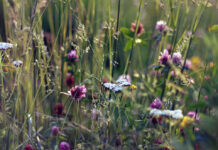 Carpi aderisce al Patto per la biodiversità