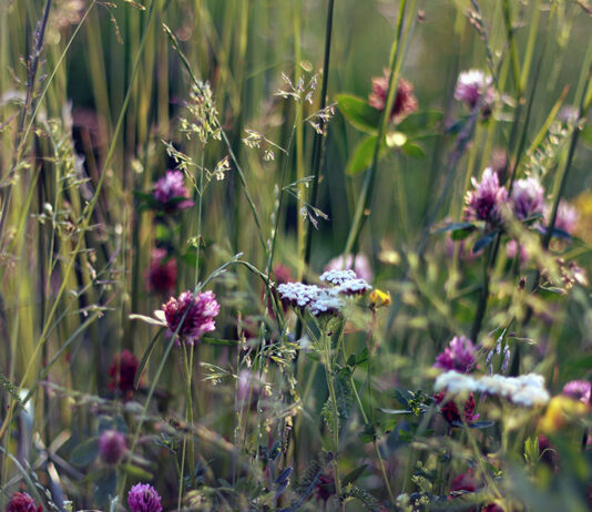 Carpi aderisce al Patto per la biodiversità
